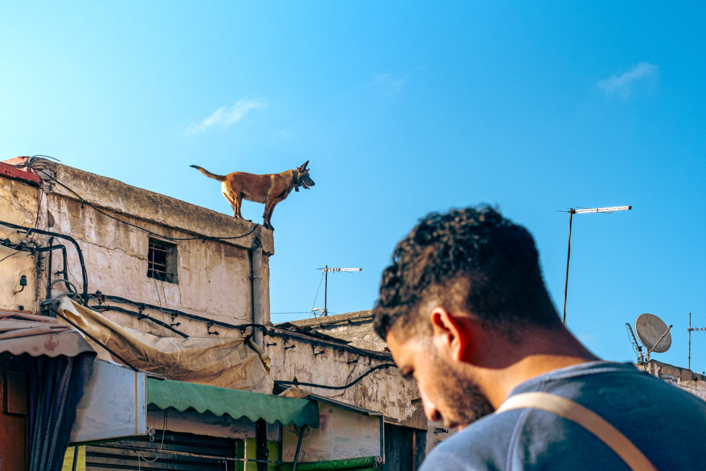 Un chien de garde sur le toit d'une maison de l'ancienne médina de Casablanca, derrière un homme vu de dos.