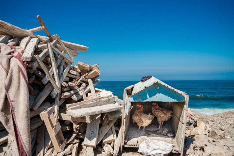 Des poules sont abritées dans une caisse de fortune au milieu de bois entassé sur le littoral de Casablanca.